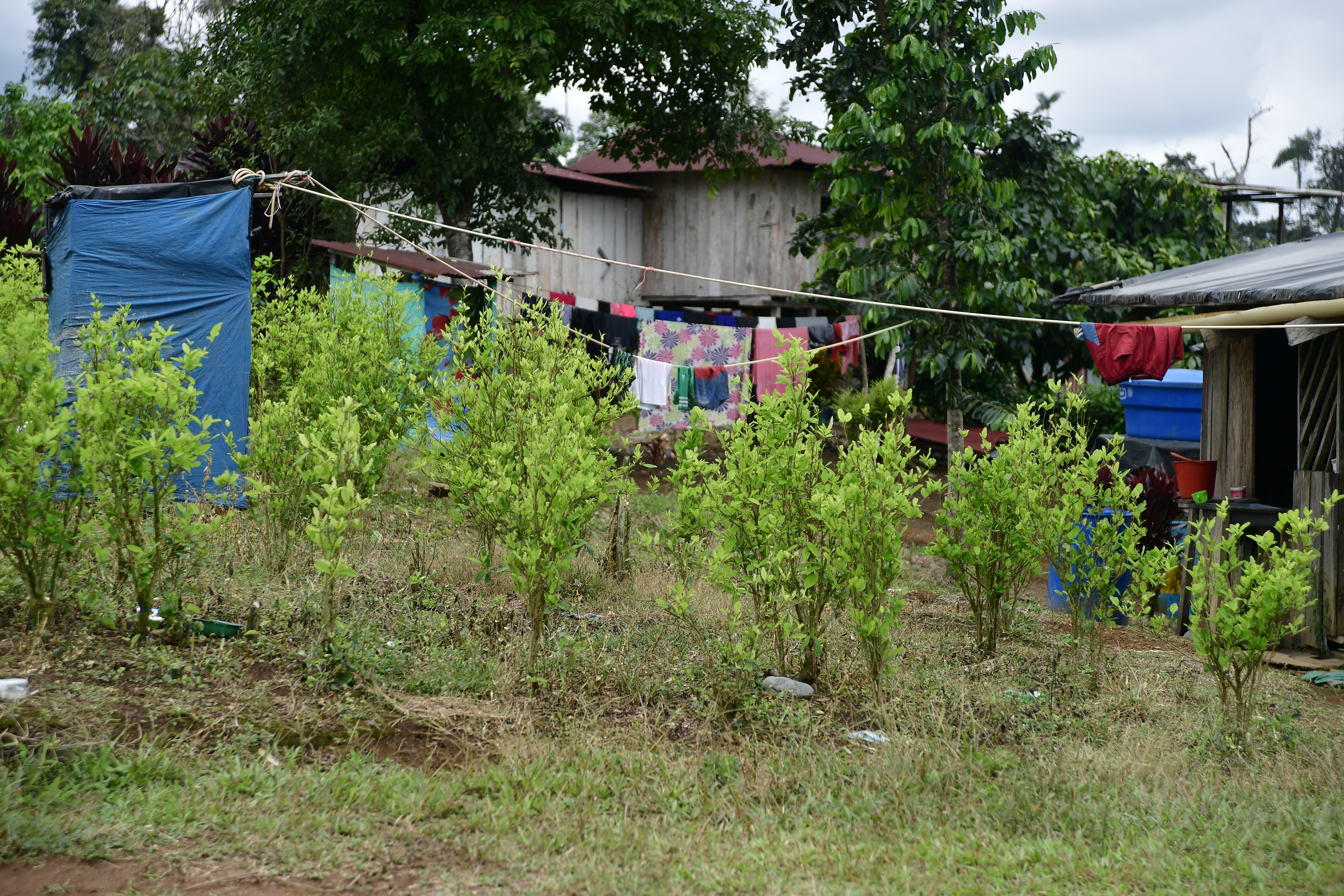 Cultivos de coca en esta vereda, donde ocurrió una masacre en la que fallecieron siete campesinos el 5 de octubre de 2017, durante un operativo de erradicación forzada en Tumaco.