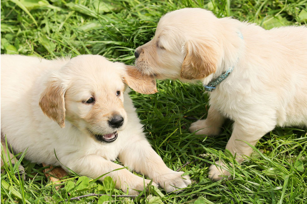 Por fin explican por qué nos dan ganas de apretujar animales tiernos