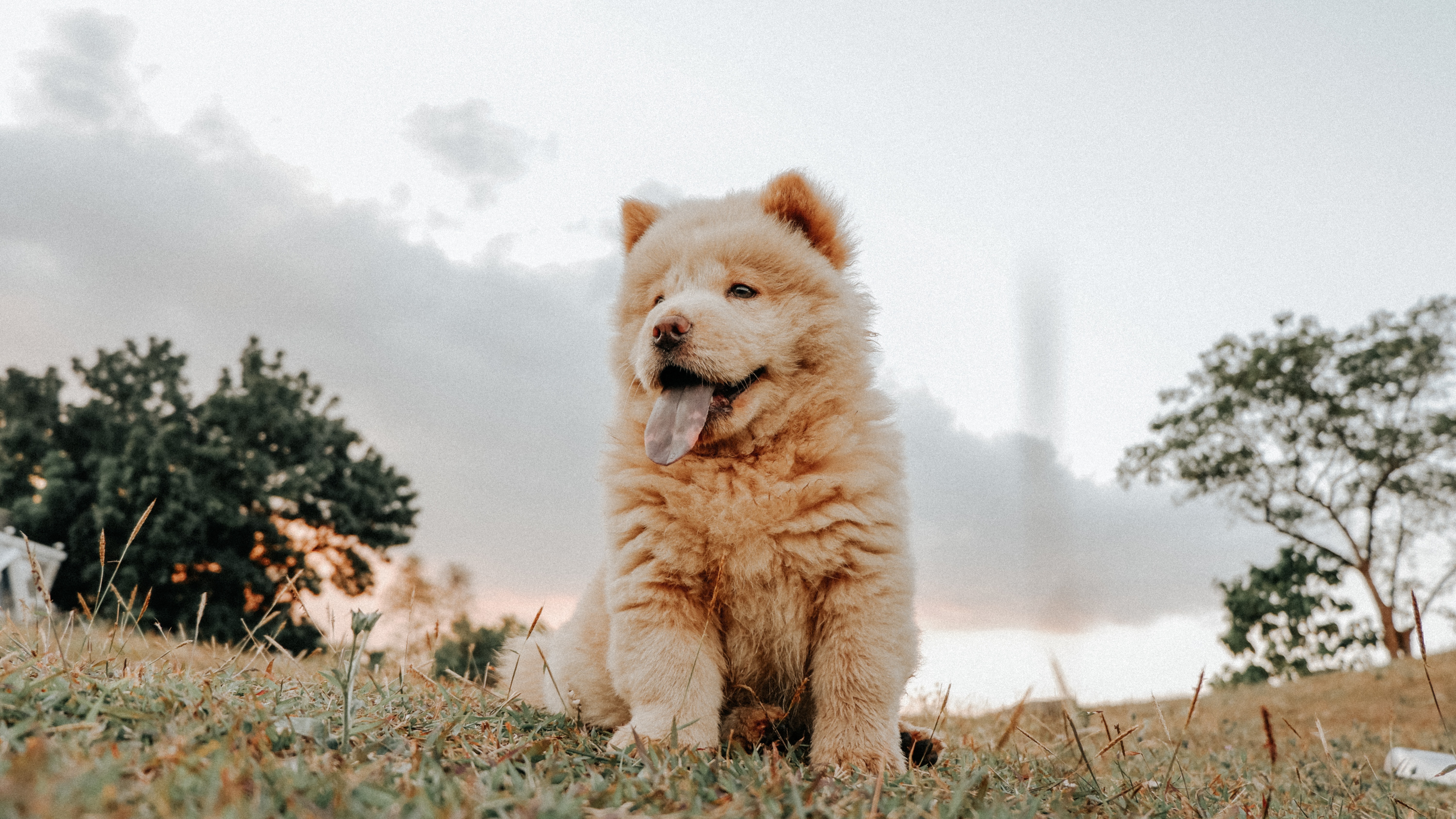 Razas de perros: Estas son las 3 más caras del mundo