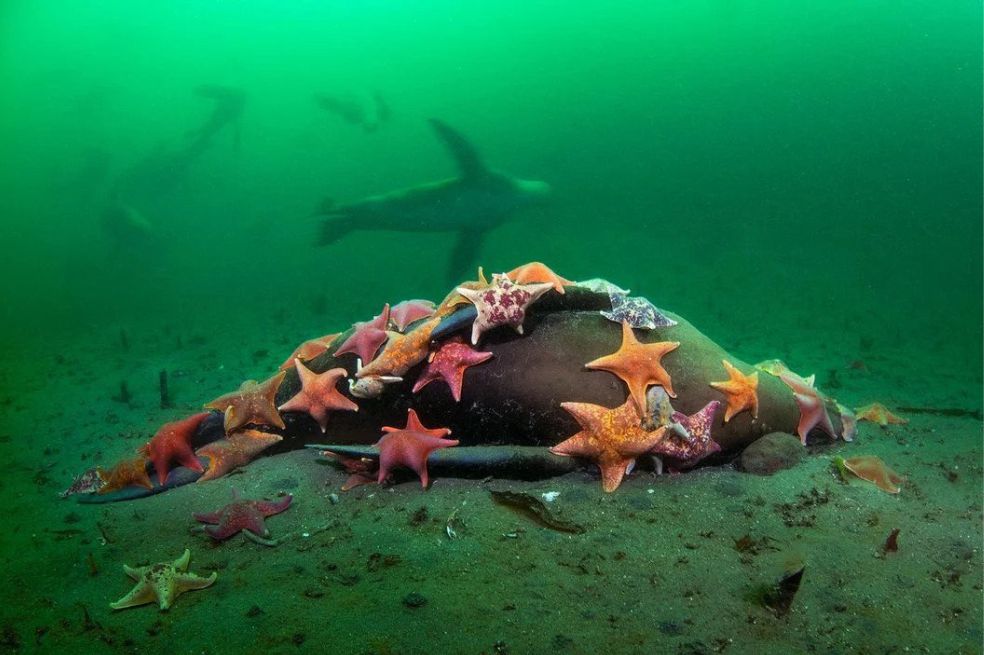 Esta fotografía ganó en la categoría de Vida Acuática. El fotógrafo tomó la foto en 2021, y registra el lugar de descanso final de un león marino, en la bahía de Monterrey.