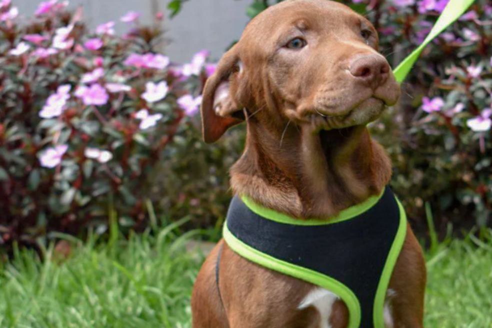 Adopta perro