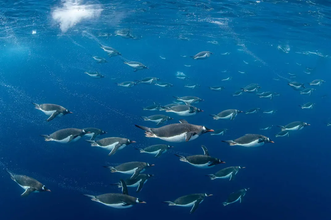 Un numeroso grupo de pingüinos gentú regresa de buscar alimento en el mar y se dirige con elegancia hacia su colonia en tierra.