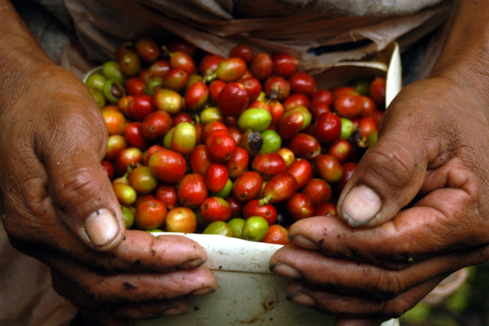 En 2016 la producción cafetera fue de 18,3 sacos por hectárea