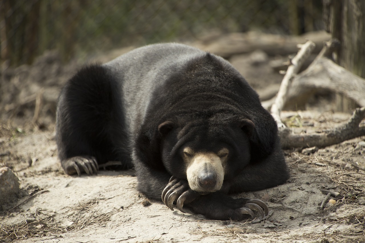 Por las dudas, zoológico de China aclara que sus osos no son humanos disfrazados
