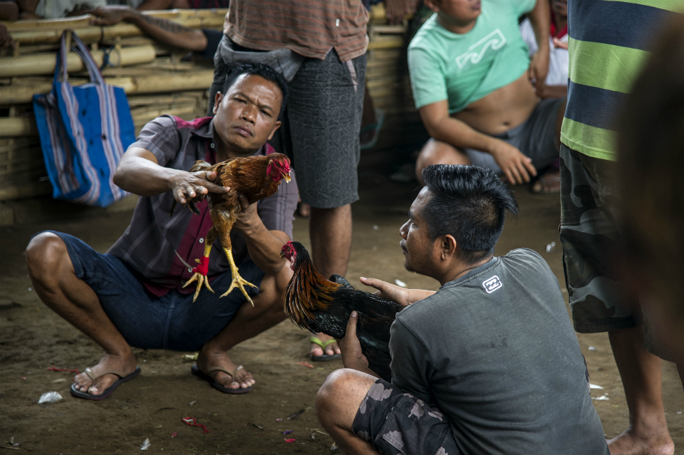 Indonesia: peleas de gallos al pie del volcán