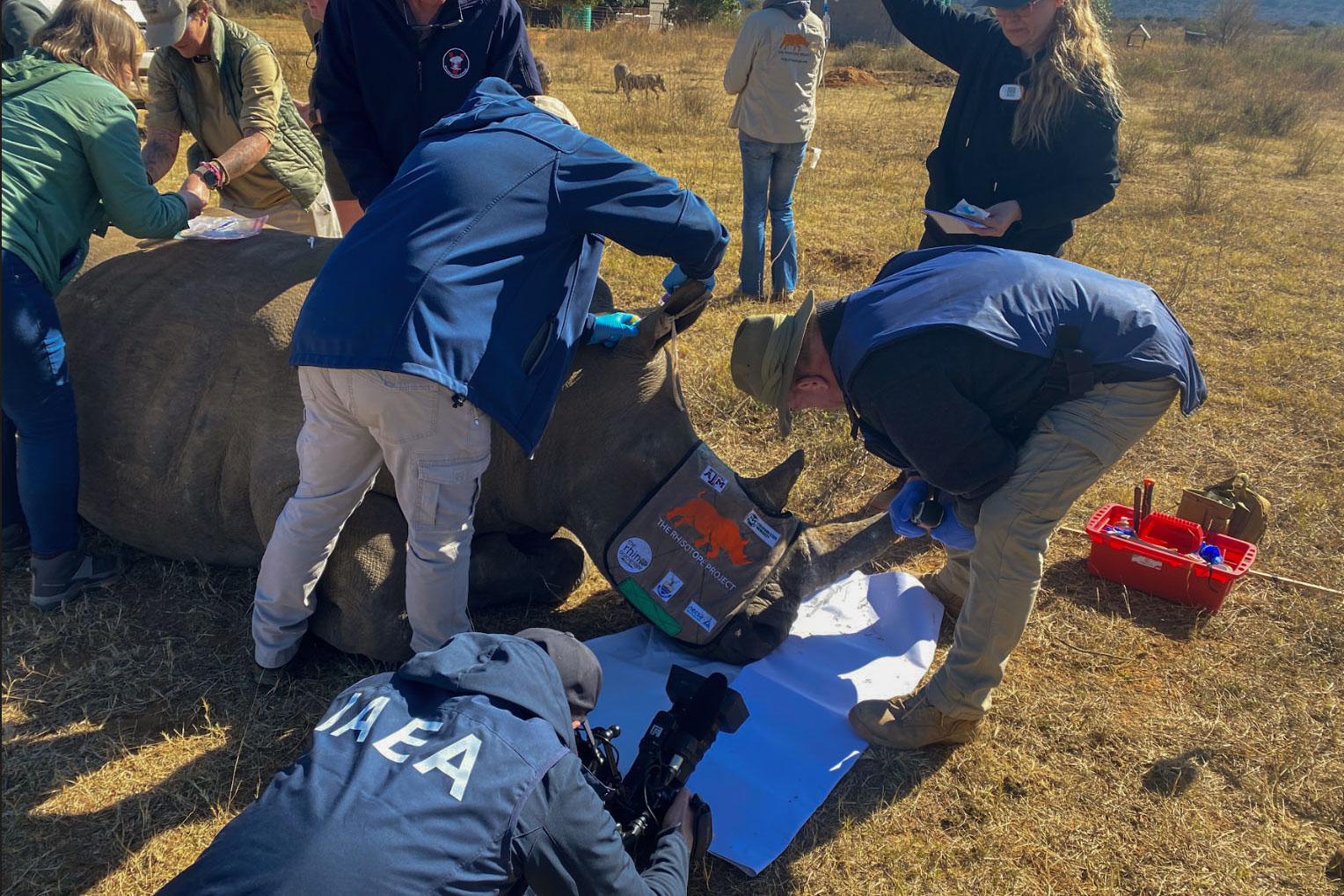 Con material radiactivo buscan evitar el tráfico ilegal de cuernos de rinoceronte