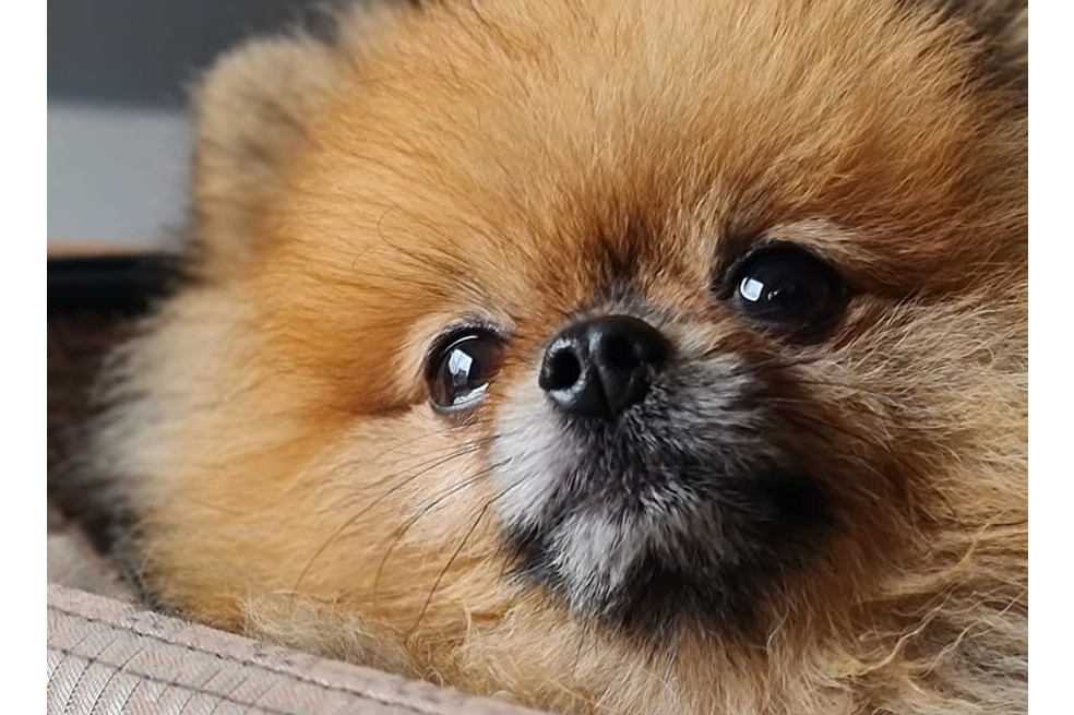 Coffe: el “ángel de cuatro patas” de Paola Jara