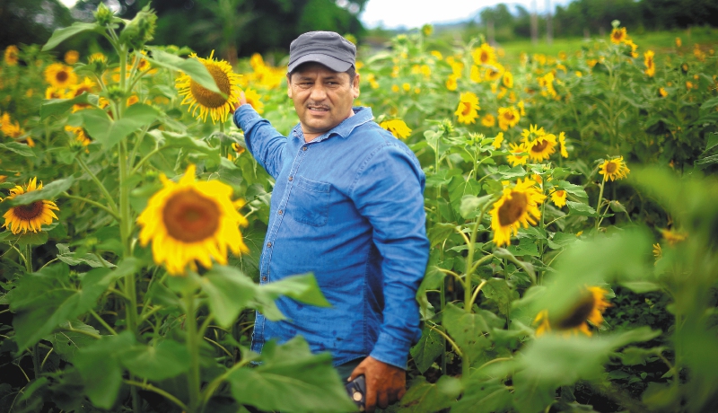 Henry Castellanos en el cultivo de girasol que tienen los excombatientes en la vereda Muribá de La Uribe. / Fotos: Cristian Garavito