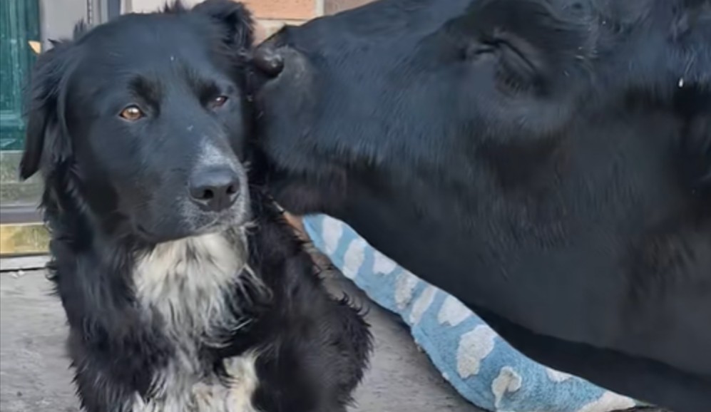 ¿Una vaca como mejor amiga? Este perro ya tiene la suya