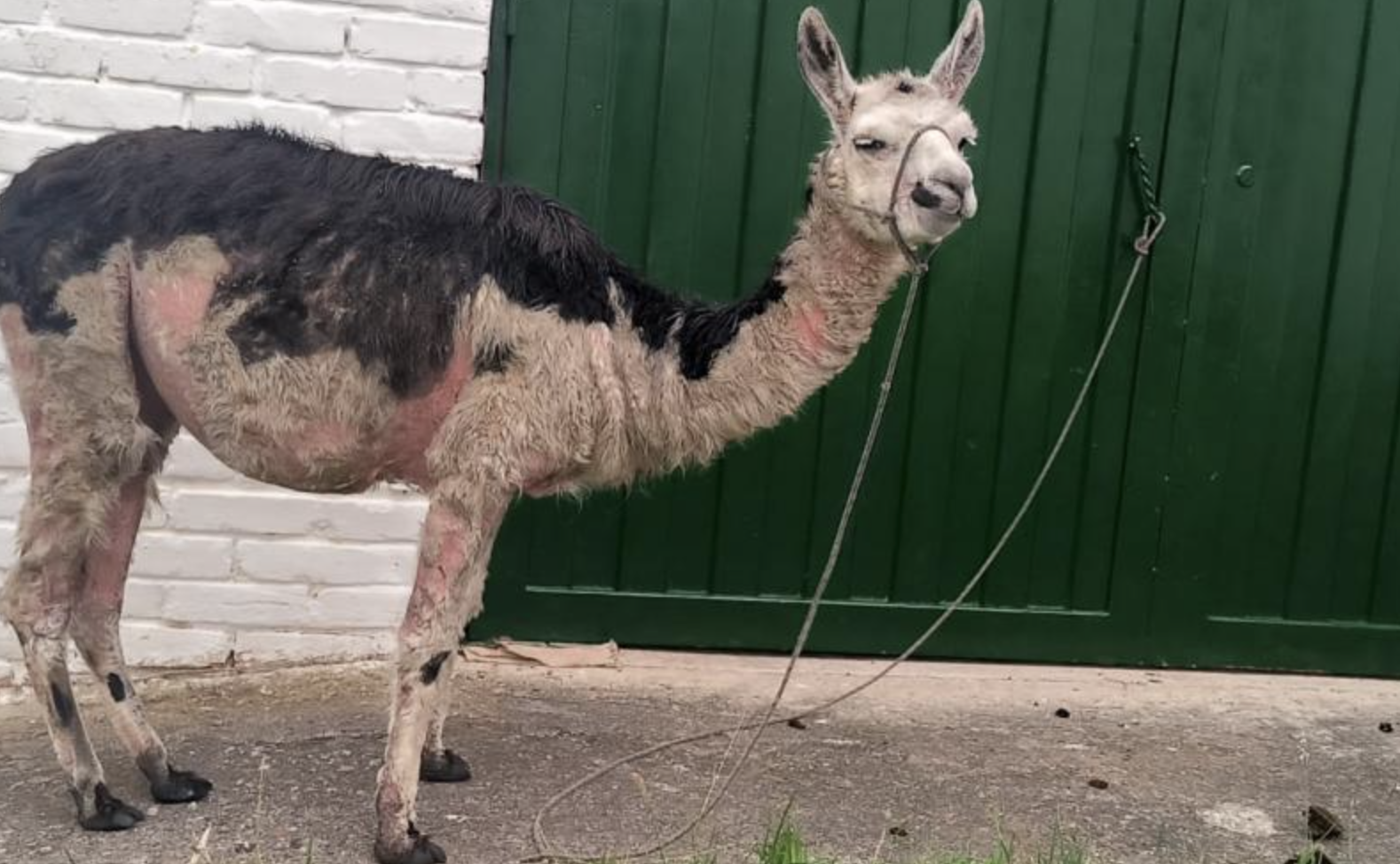 Seis llamas en mal estado de salud fueron rescatadas: eran usadas para fotografía turística