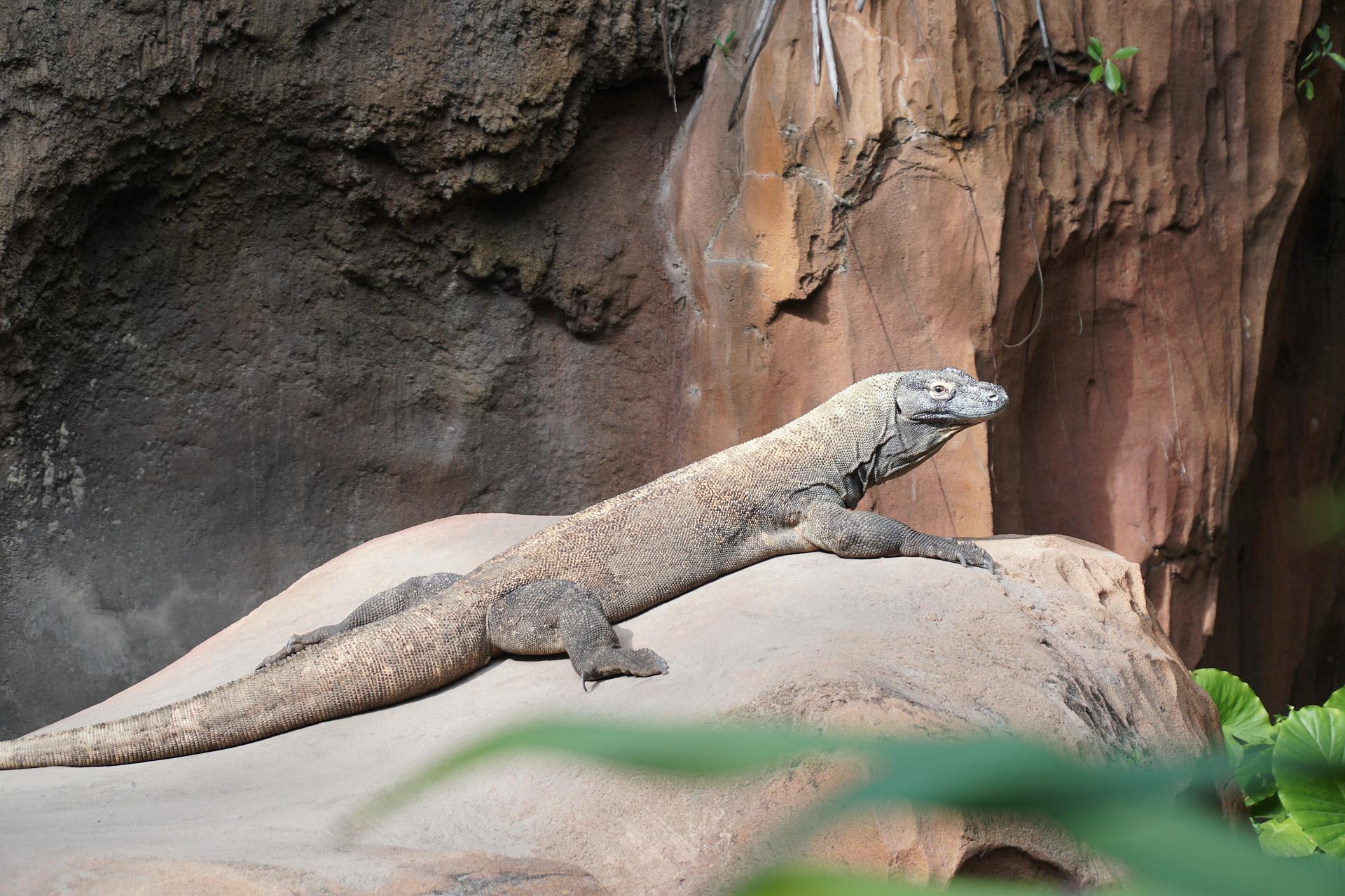El dragón de Komodo es uno de los reptiles más largos del mundo.