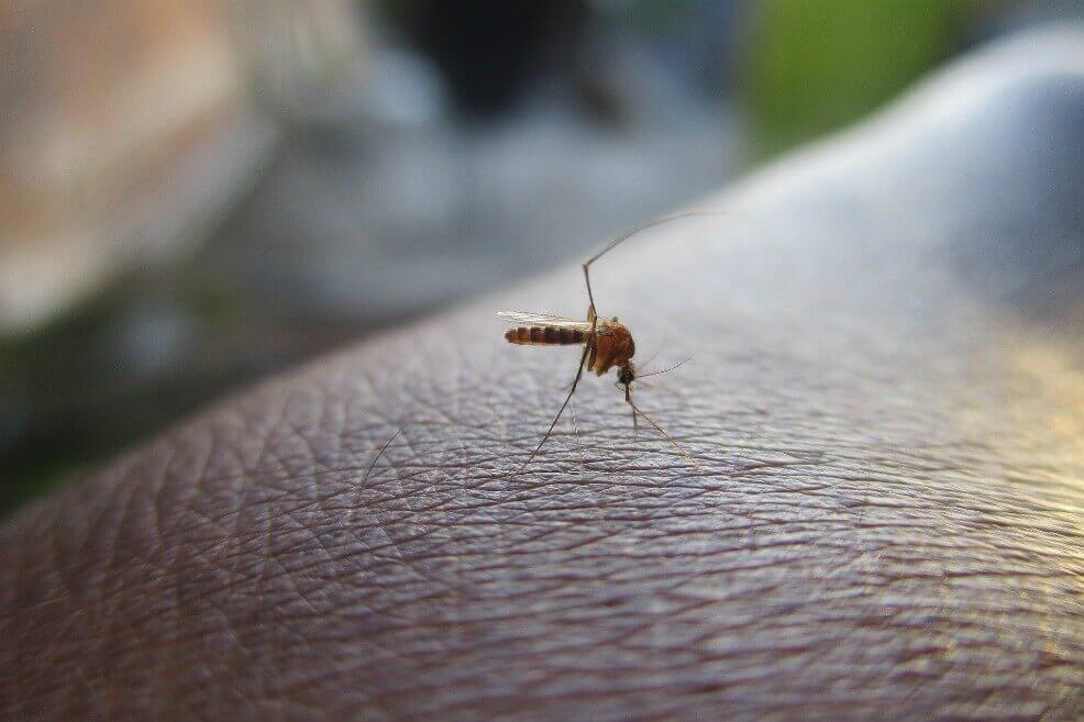Autoridades alertan por aumento de casos de dengue en Barranquilla