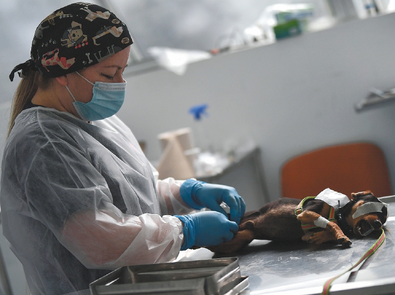 Perros rescatados por el Instituto de Protección Animal del Distrito