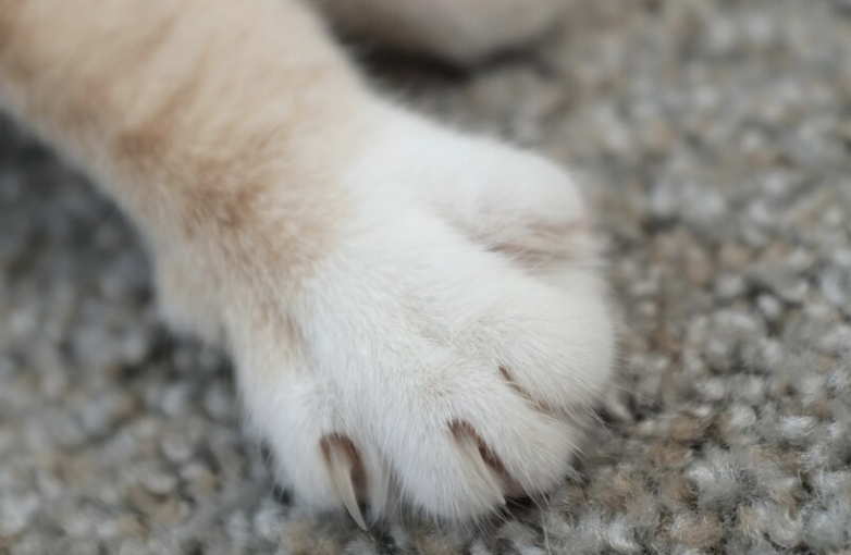 Rescatistas denuncian desaparición y ataques contra gatos en un barrio de Cali