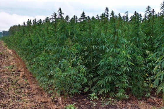 Uruguay podría convertirse en líder de uso industrial del cannabis