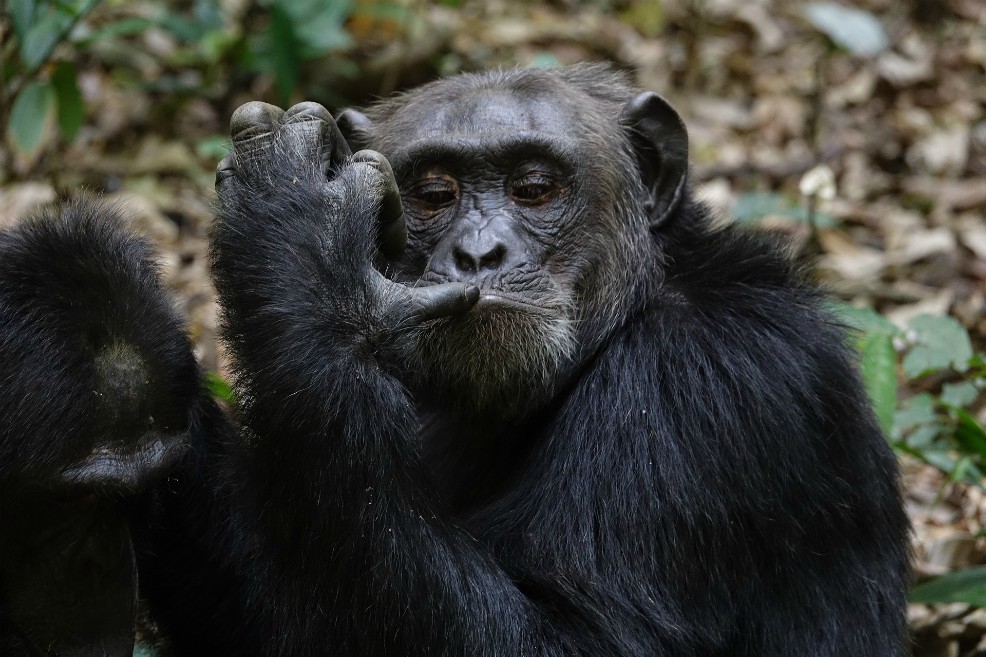 Censo demuestra que hay más gorilas y chimpancés de lo que se creía