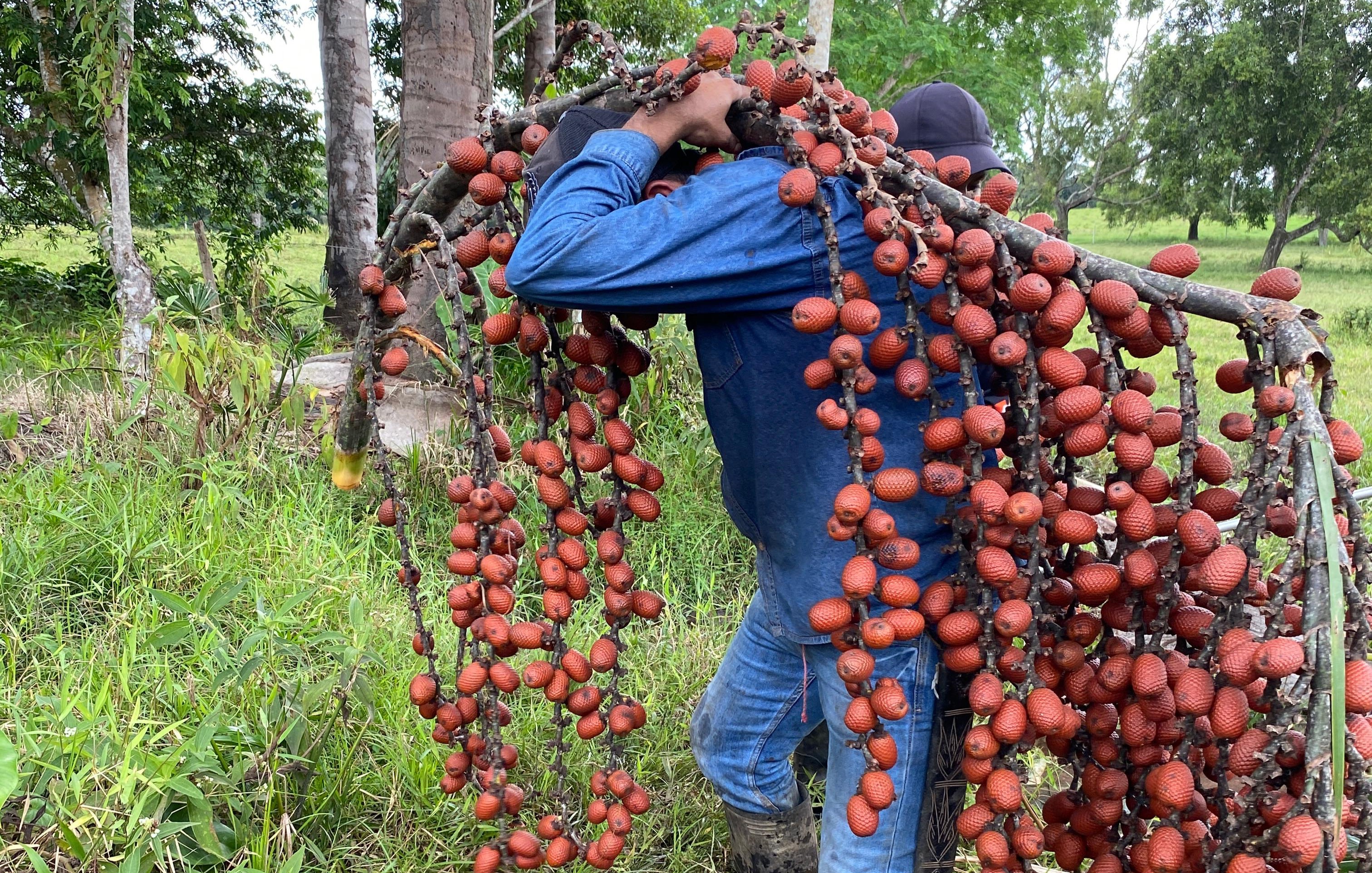 Cosecha del fruto moriche en la Amazonia colombiana.
