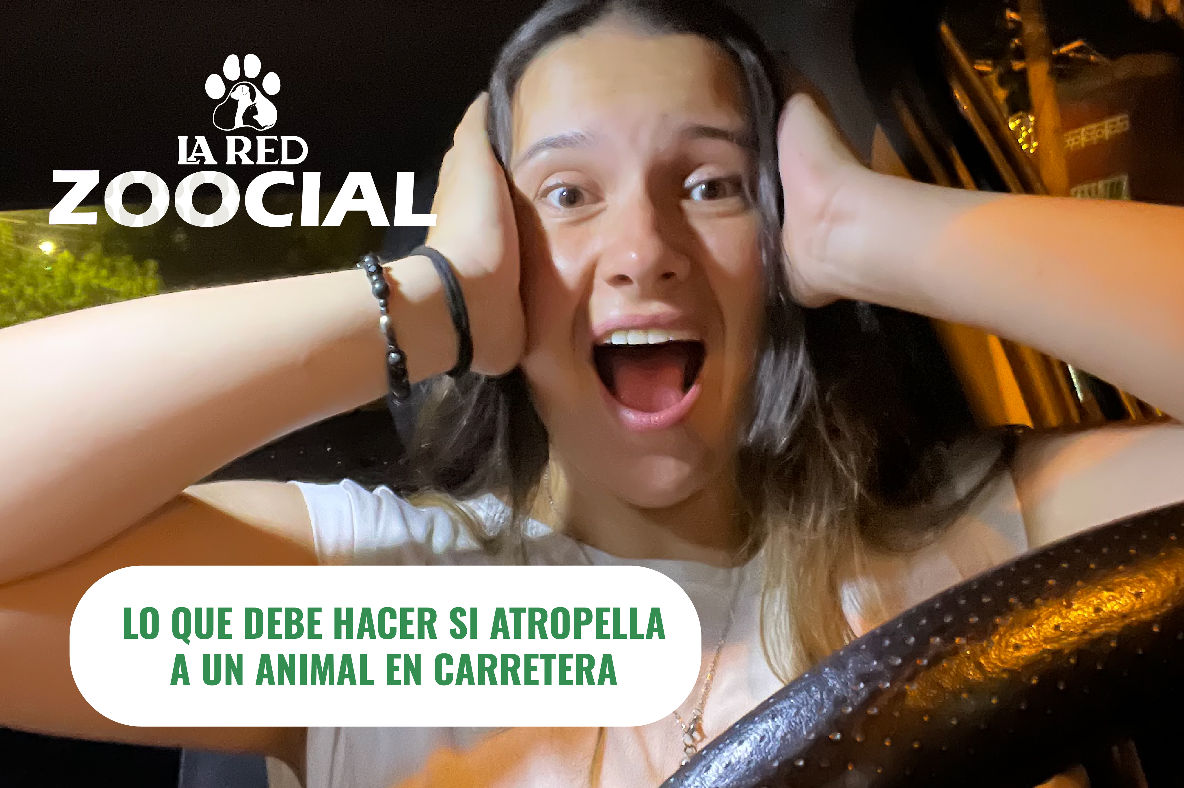(VIDEO) Lo que debe hacer si atropella a un animal en carretera