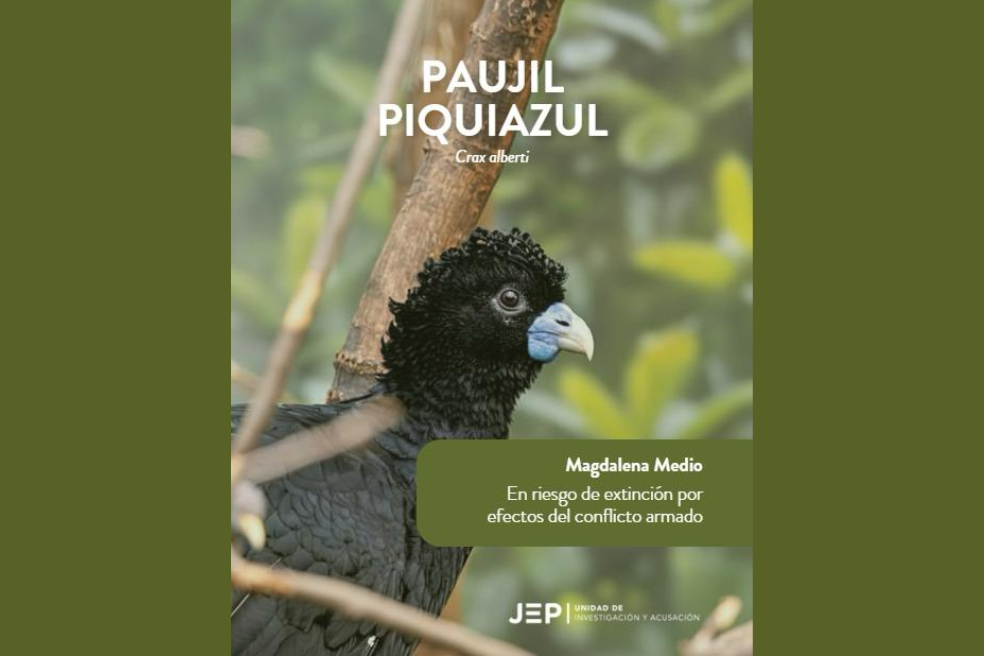 Paujil piquiazul (Crax alberti): Otra de las 44 especies que se encuentra en esta lista crítica es el paujil piquiazul, el cual habita principalmente en el Magdalena Medio. El informe de la JEP concluye que las dinámicas que hoy tienen a estas especies en peligro responden a “una forma persistente de concebir a los animales como instrumentos funcionales para alcanzar objetivos militares”.