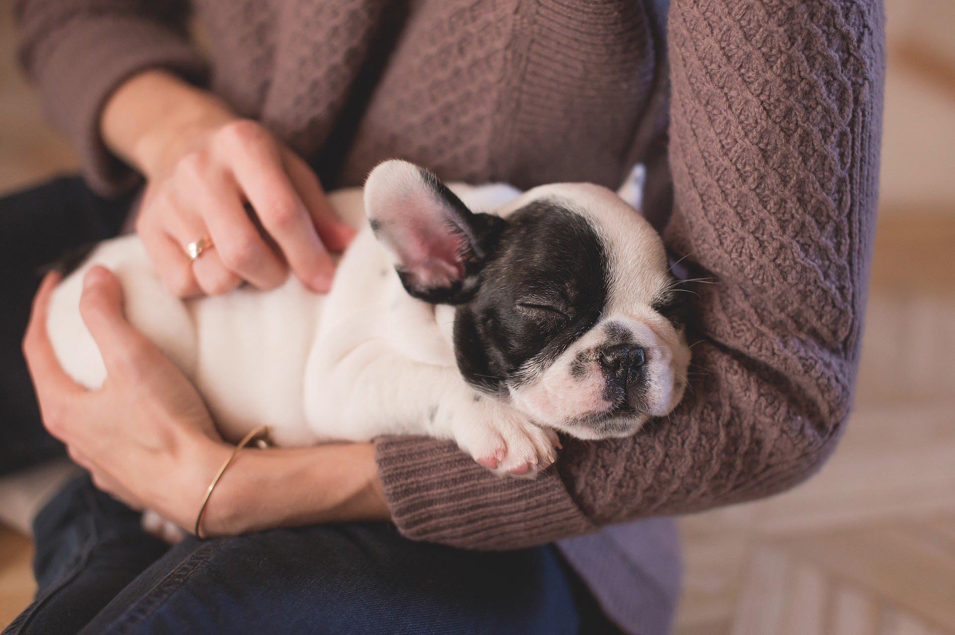 Cómo educar a tu mascota: reglas y consejos de adiestramiento