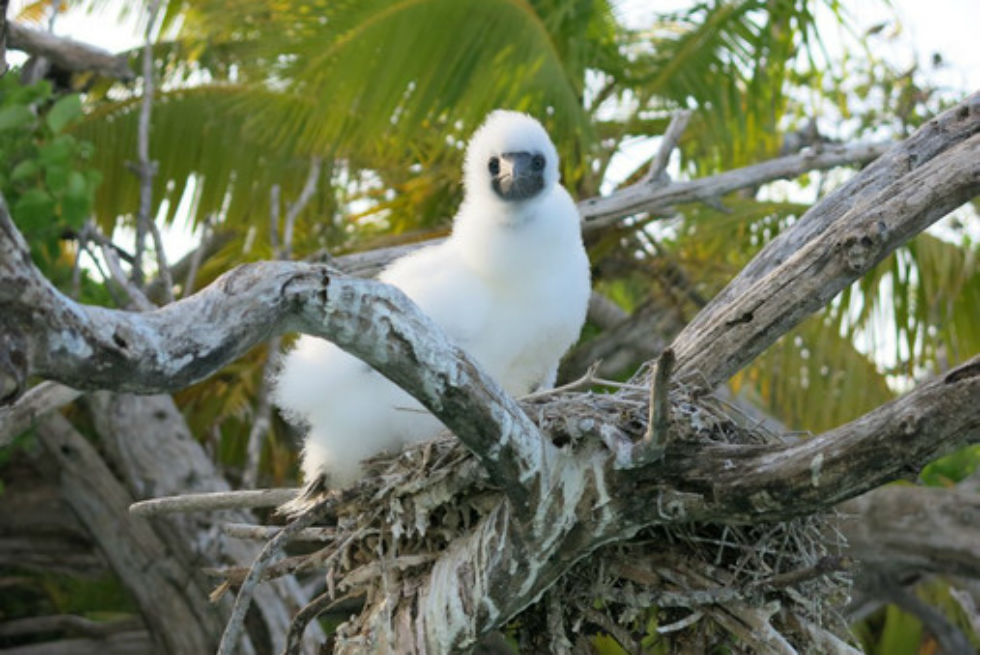 Una cría de ave marina común en océanos tropicales en su nido cerca de un arrecife de coral.  / Nick Graham