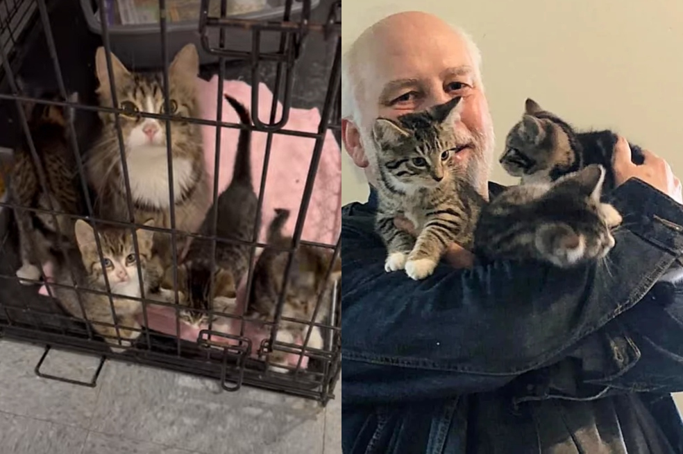 Un viaje al refugio que cambió todo: iban por un gato y regresaron con cuatro