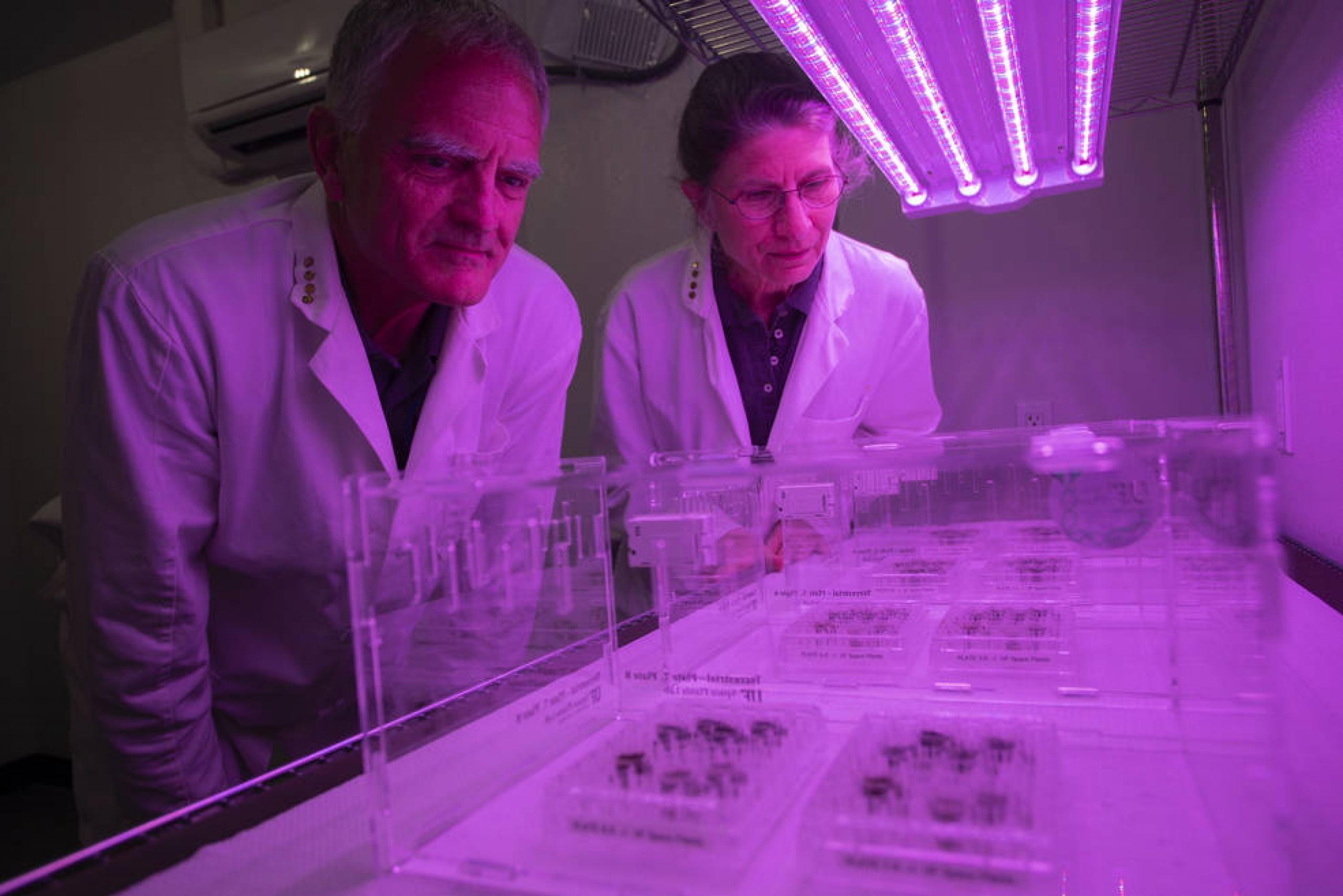 Por primera vez en la historia científicos logran cultivar plantas en suelo lunar