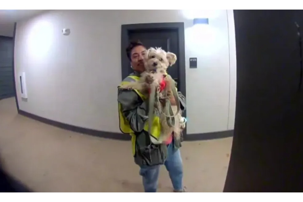 La sorpresa para una perrita que terminó recaudando miles de dólares: esta es la historia