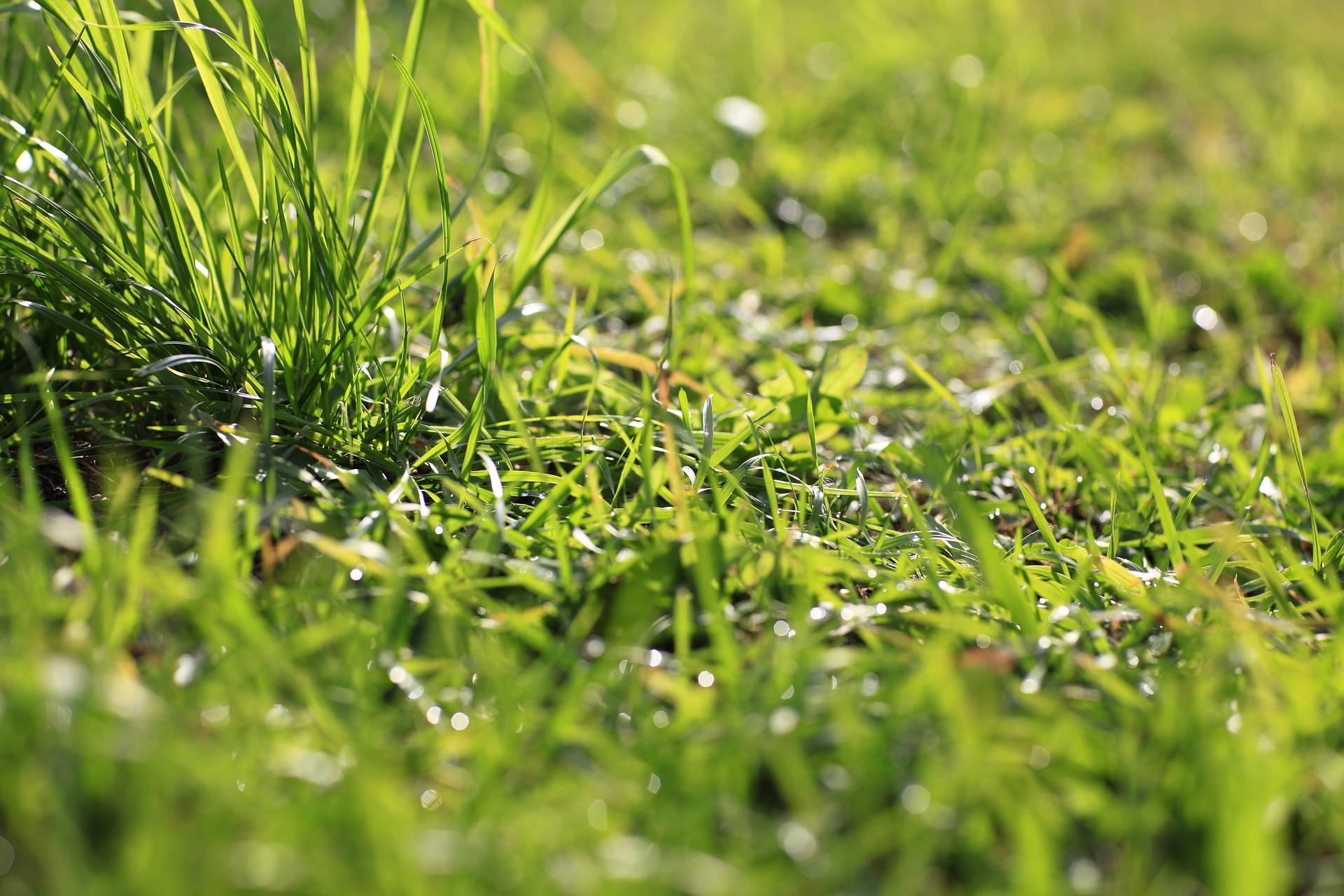 Cómo sembrar césped o pasto, cuánto tarda en crecer y qué fertilizante usar