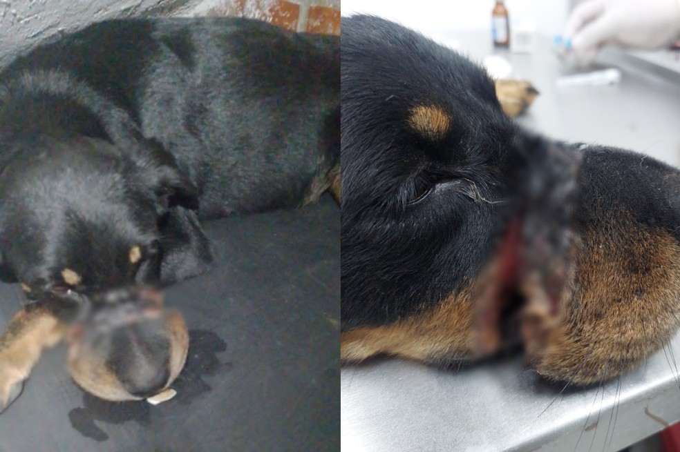 Perro era obligado a usar un bozal hecho con alambre de púas en Cali
