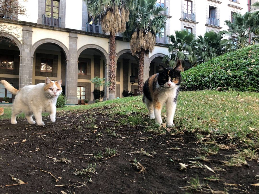 ¿Por qué 19 gatos callejeros podrán vivir para siempre en el palacio presidencial de México?