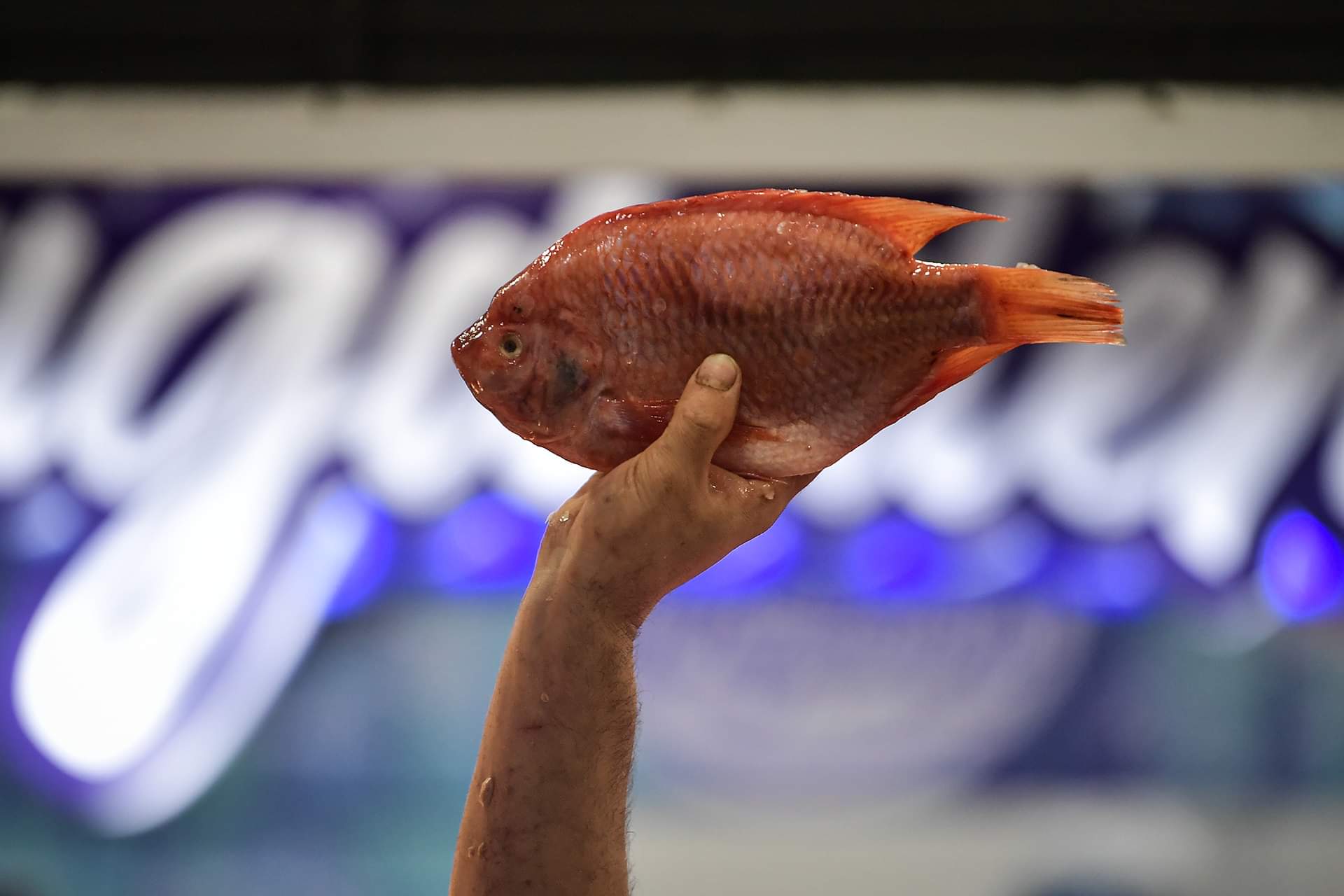 El aspecto de un pescado sano no es blando y el color de la carne debe ser rosada o blanca.