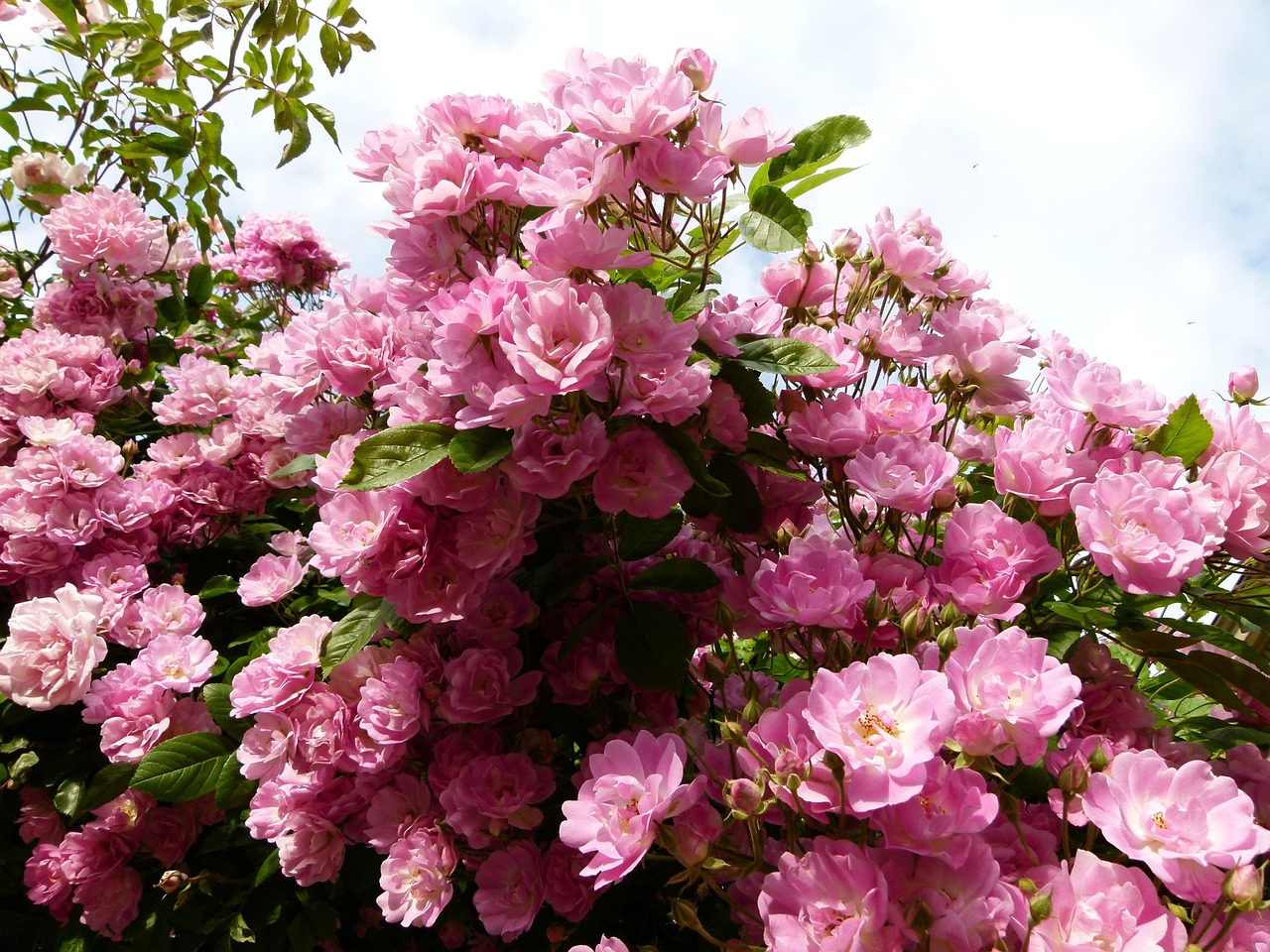 Cómo podar sus rosas en tres sencillos pasos