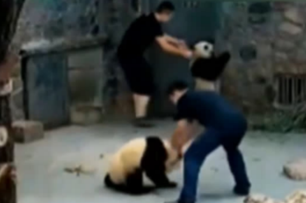 Polémica en China por video que evidenciaría presuntos maltratos a pandas