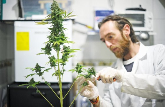 En diciembre del años pasado se firmó el decreto que reglamenta la producción y exportación del cannabis con fines científicos y medicinales / Cristian Garavito