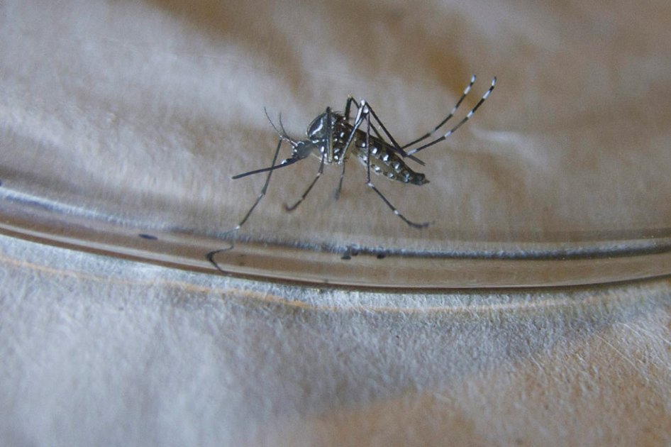 INS confirma que 35 personas han muerto por chikungunya en Colombia