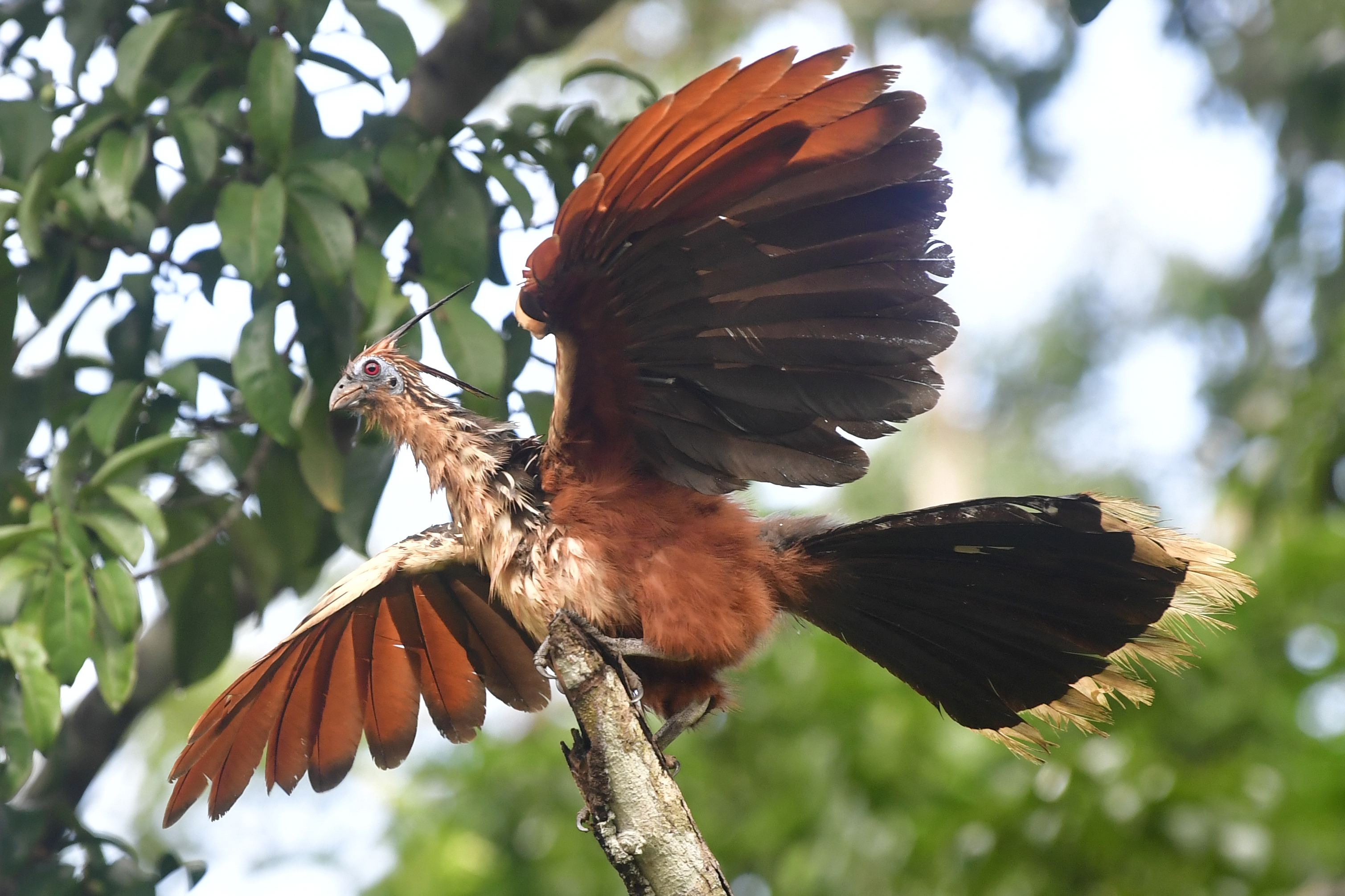 Cerro Azul es un lugar apto para el turismo de naturaleza, en donde se puede hacer un recorrido por su flora y fauna. Hoy son los guías locales indígenas y campesinos quienes se encargan de preservar su ecosistema.