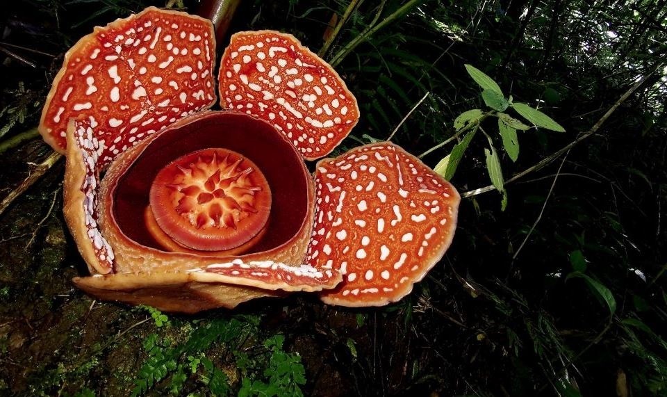 Llamado global para salvar de la extinción la flor más grande del mundo