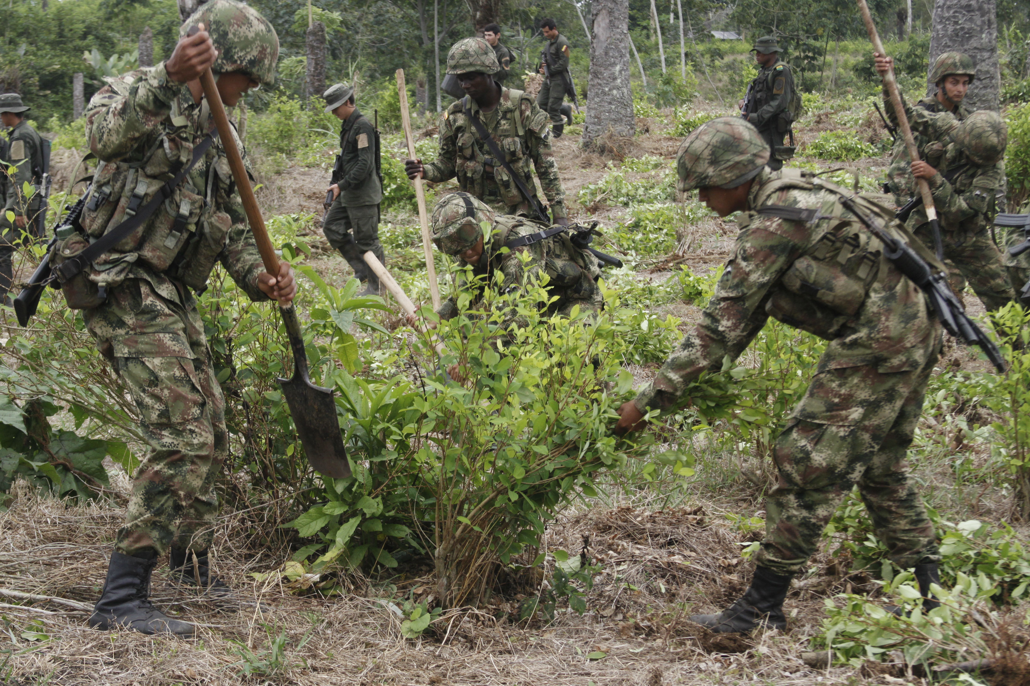 FARC llama a mantener esfuerzos en el programa de sustitución de cultivos