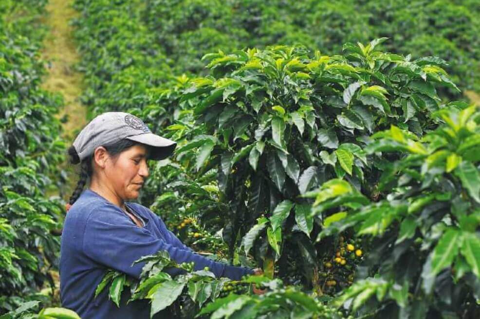Anuncian apoyo por $8.572 millones a pequeños caficultores