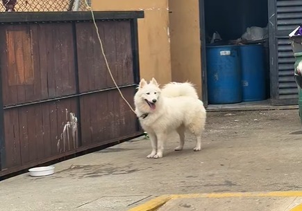 Encaran a mujer que abandonó a perrita en una portería y la llamó “desagradecida”