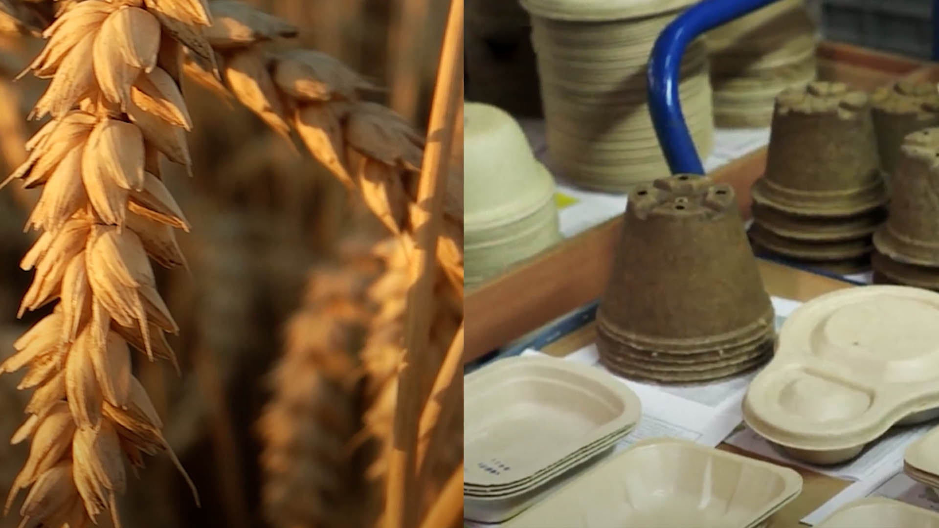 Empresa alemana crea plásticos de un solo uso con materiales biodegradables
