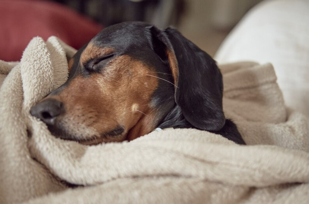 ¿Es mejor que los perros duerman en oscuridad o con luz?