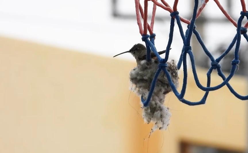 Un colibrí hizo su nido en un aro de baloncesto y cerraron la cancha para protegerlo