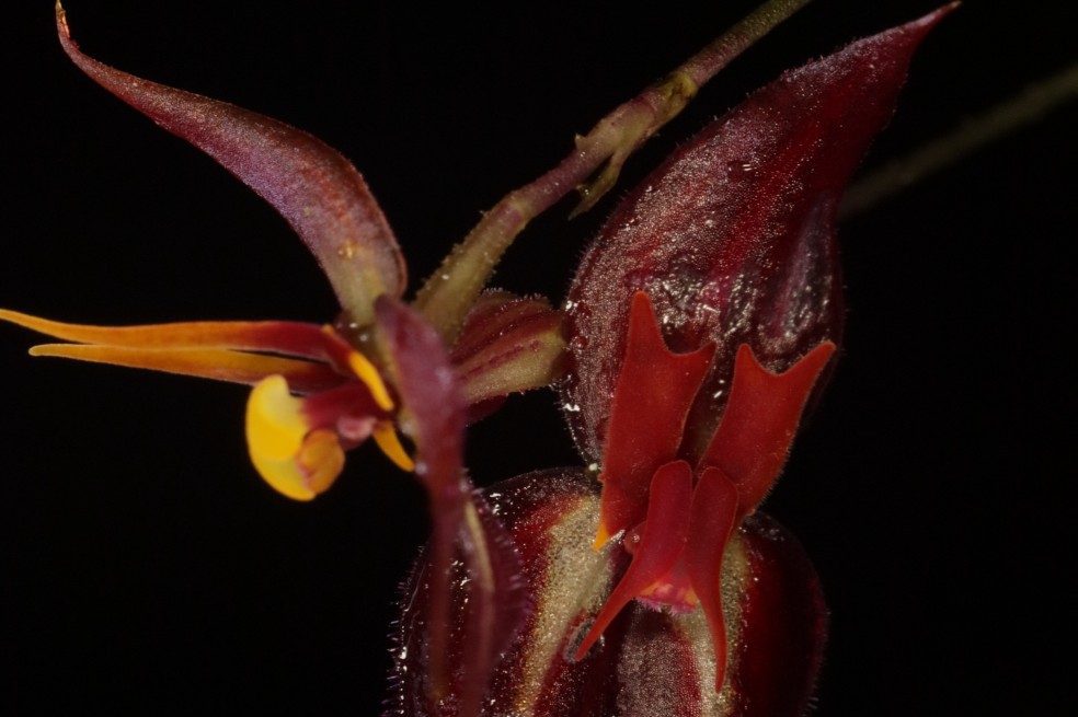 Orquídeas