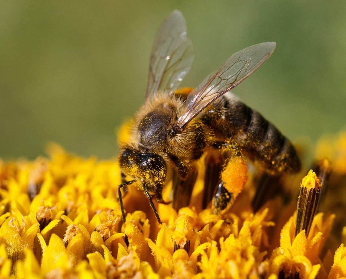 Por primera vez un país europeo prohíbe 5 pesticidas que matan a las abejas