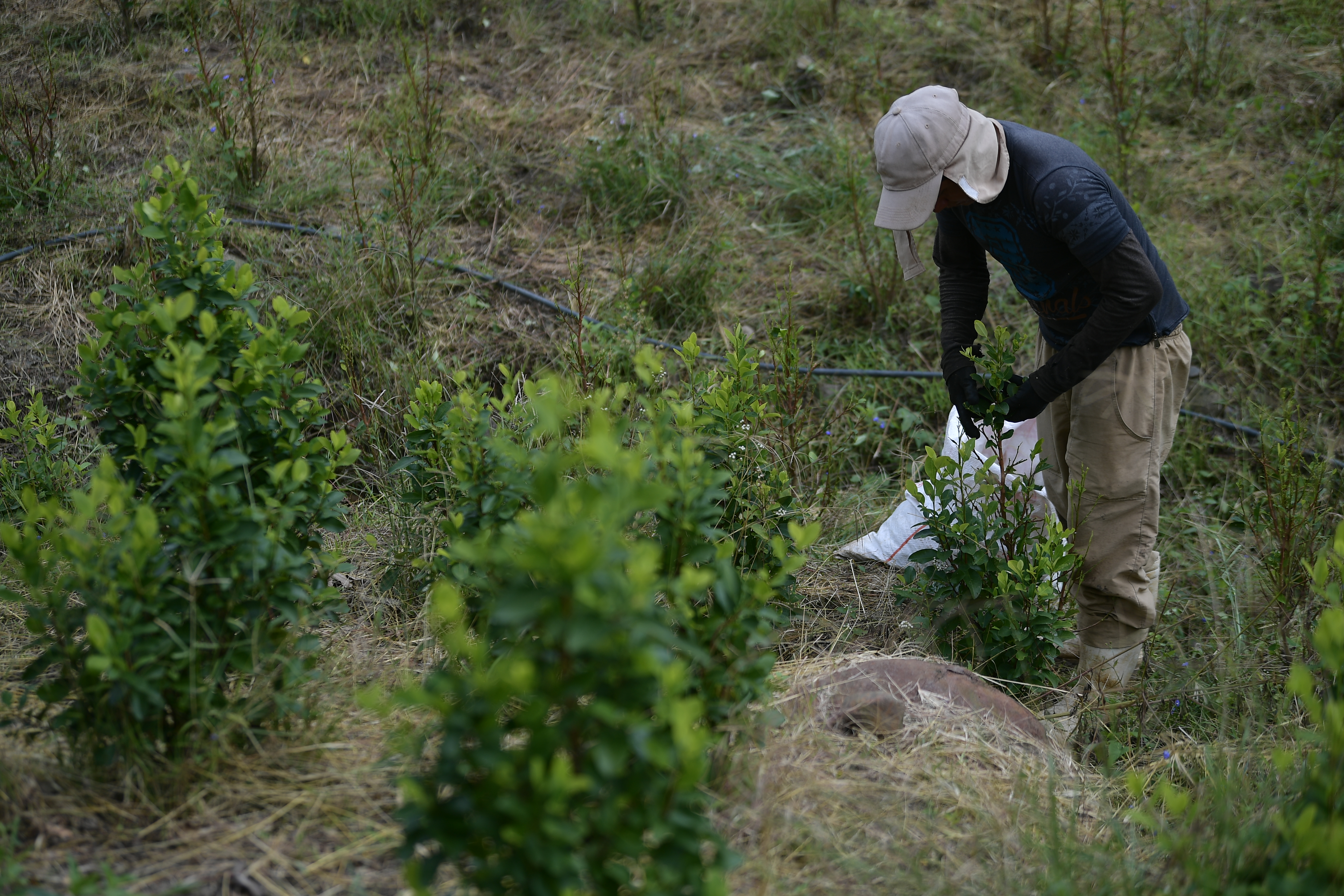 Cultivos de coca en el Cauca, aspectos