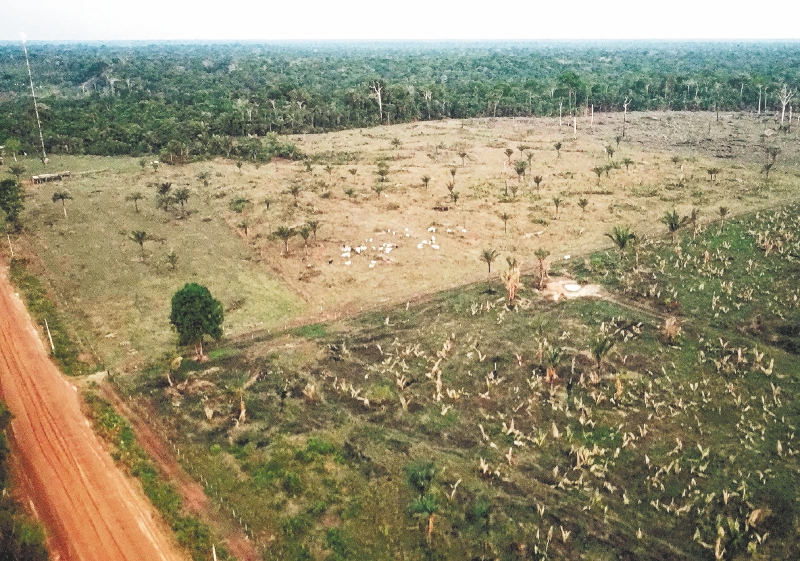 La amazonia colombian sigue sufriendo una alta tasa de deforestación.