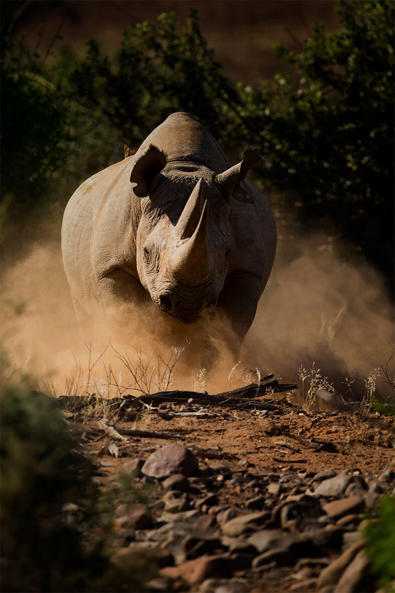 Desert Rhino Camp.