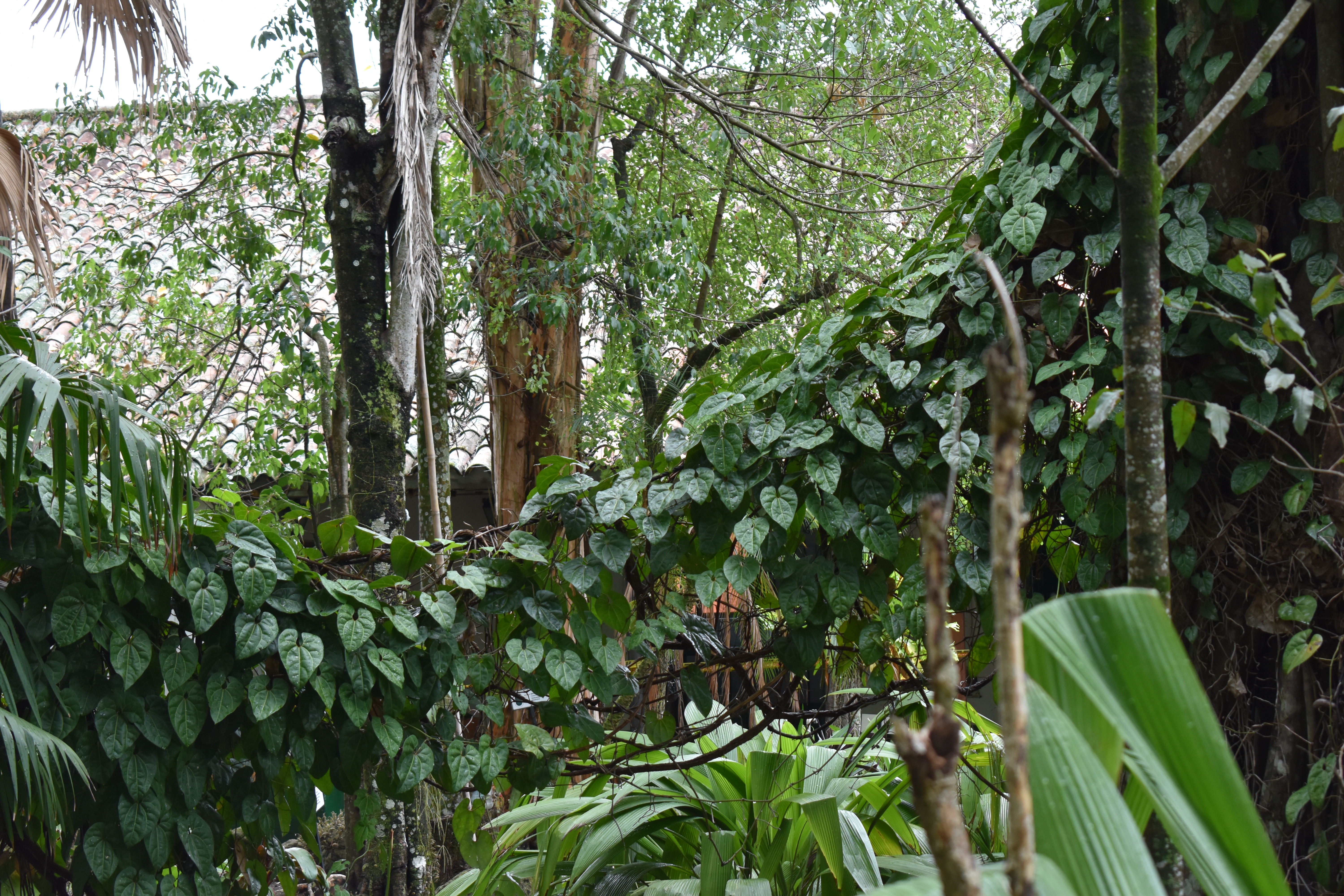 En Mariquita, además de que se fundó el jardín botánico de experimentación, al lado se encuentra el llamado “bosque de Mutis”.
